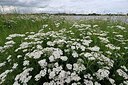 BUITEN BEELD Foto: 179884