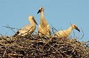 BUITEN BEELD Foto: 179886