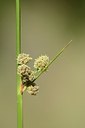 BUITEN BEELD Foto: 179992