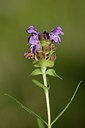 BUITEN BEELD Foto: 179996