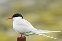 BUITEN BEELD Foto: 180041