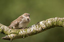 BUITEN BEELD Foto: 180081