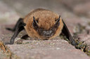 BUITEN BEELD Foto: 180146