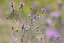 BUITEN BEELD Foto: 180675