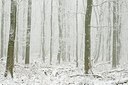 BUITEN BEELD Foto: 181196