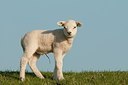 BUITEN BEELD Foto: 181556