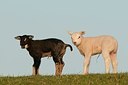 BUITEN BEELD Foto: 181567