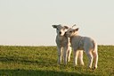 BUITEN BEELD Foto: 181569