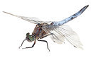 BUITEN BEELD Foto: 181740