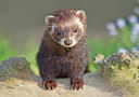 BUITEN BEELD Foto: 181756