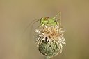 BUITEN BEELD Foto: 182064