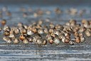BUITEN BEELD Foto: 182145