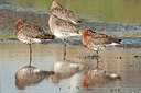 BUITEN BEELD Foto: 182196