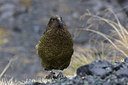 BUITEN BEELD Foto: 182352