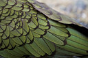 BUITEN BEELD Foto: 182360