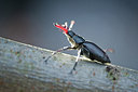 BUITEN BEELD Foto: 182553