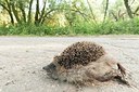 BUITEN BEELD Foto: 182686
