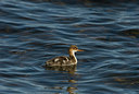 BUITEN BEELD Foto: 182818
