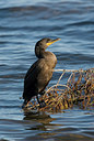BUITEN BEELD Foto: 182821