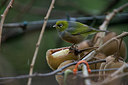 BUITEN BEELD Foto: 182828
