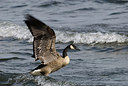 BUITEN BEELD Foto: 182833