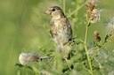 BUITEN BEELD Foto: 182868