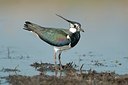 BUITEN BEELD Foto: 182994