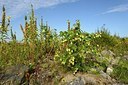 BUITEN BEELD Foto: 183005