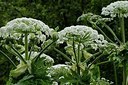 BUITEN BEELD Foto: 183353