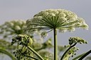 BUITEN BEELD Foto: 183370