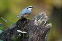 BUITEN BEELD Foto: 183582