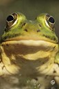 BUITEN BEELD Foto: 183624
