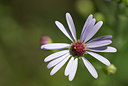 BUITEN BEELD Foto: 183650