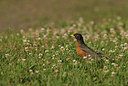 BUITEN BEELD Foto: 183656