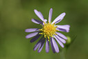BUITEN BEELD Foto: 183663