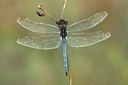 BUITEN BEELD Foto: 183680