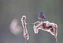 BUITEN BEELD Foto: 183739