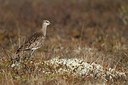 BUITEN BEELD Foto: 183868
