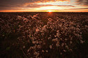 BUITEN BEELD Foto: 183918