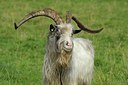 BUITEN BEELD Foto: 183963
