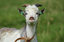BUITEN BEELD Foto: 183973