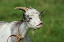BUITEN BEELD Foto: 183975
