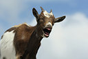 BUITEN BEELD Foto: 183982