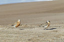 BUITEN BEELD Foto: 184022