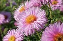 BUITEN BEELD Foto: 184044