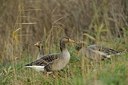 BUITEN BEELD Foto: 184054