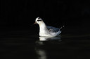 BUITEN BEELD Foto: 184077