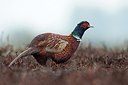 BUITEN BEELD Foto: 184087