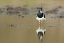 BUITEN BEELD Foto: 184105
