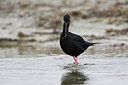 BUITEN BEELD Foto: 184123